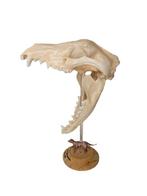 Thylacine Schedel - (Thylacinus cynocephalus) - Museum Grade