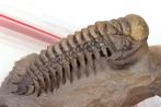 Trilobite - Carapace fossilisée - Crotalocephalus gibbus -