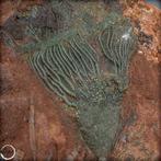 Fossile remarquable dune anthozoaire Crinoïde, Maroc-