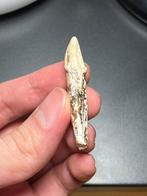 Chat à dents de sabre - Dent fossile - Homotherium - 4.8 cm, Verzamelen