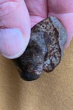 NWA Niet-geclassificeerde meteoriet in tweeën gedeeld -, Verzamelen, Mineralen en Fossielen
