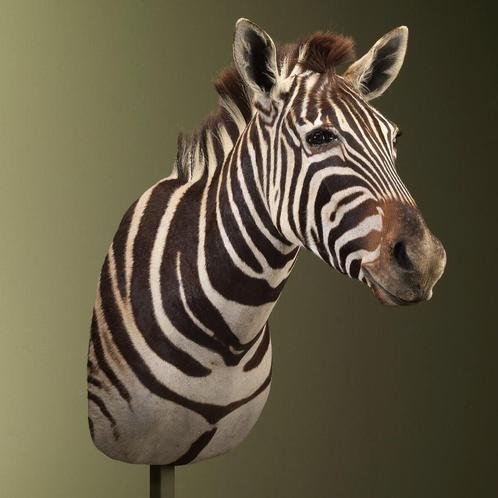 Zebra Taxidermie Opgezette Dieren By Max, Verzamelen, Dierenverzamelingen, Opgezet dier, Nieuw, Wild dier, Ophalen of Verzenden