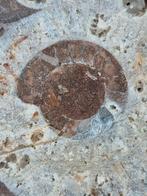 Ammonite - Coquillage fossilisé - Aioloceras (Cleoniceras), Collections, Minéraux & Fossiles