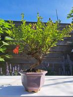 Bonsaï de Grenadier Commun (Punica granatum) - Hauteur