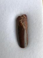 Rebbachisaurus - Fossiele tand - 1.3 cm - 3.4 cm