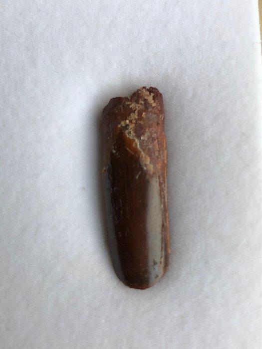 Rebbachisaurus - Fossiele tand - 1.3 cm - 3.4 cm, Verzamelen, Mineralen en Fossielen