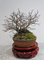 Bonsai van een iep - Hoogte (boom): 22 cm - Diepte (boom):
