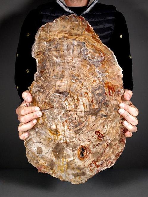 Incroyable tranche de bois fossile - Plante fossilisée -, Verzamelen, Mineralen en Fossielen