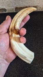 Wrattenzwijn Tand - Phacochoerus africanus - 2 grandes