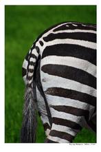 Arnold Mariashin - Zebra - XL - No reserve