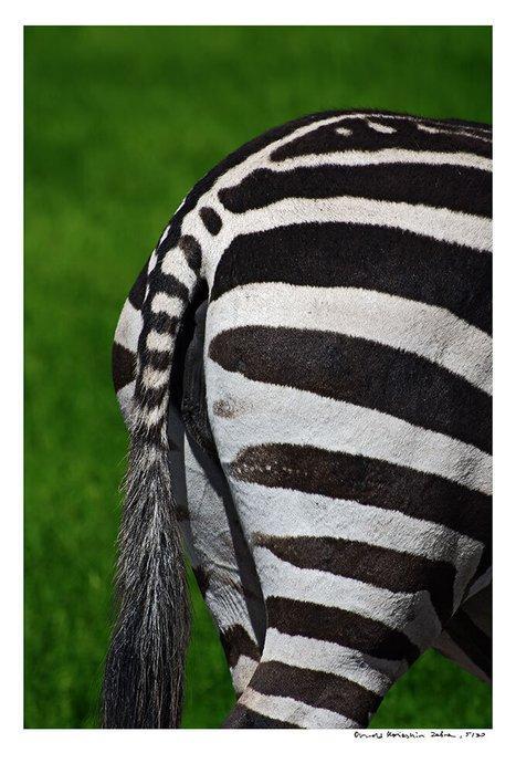 Arnold Mariashin - Zebra - XL - No reserve, Antiek en Kunst, Kunst | Designobjecten