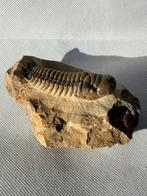 Trilobiet - Gefossiliseerd dier - Crotalocephalus gibbus -, Verzamelen, Mineralen en Fossielen