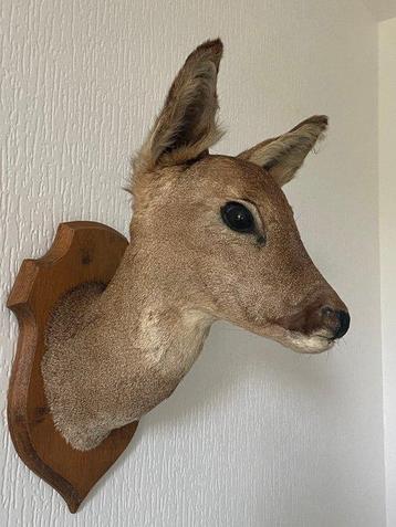Chevreuil Support de corps entier pour taxidermie -