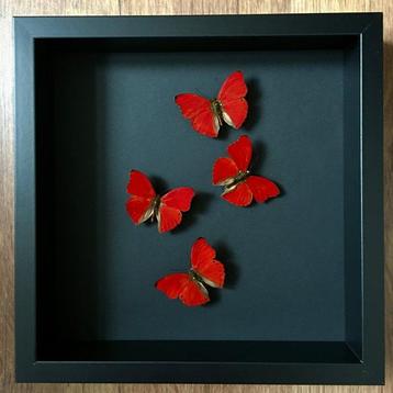 Bloedrode zweefvliegtuigen in zwart frame Taxidermie