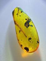 Amber - Barnsteen - Lizard toe and tail in amber - 40 mm -