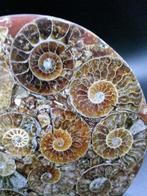 Ammoniet - Gefossiliseerde schelp - Cleoniceras sp. - 11.1