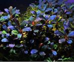 Bucephalandra Deep Purple - Pot, Animaux & Accessoires, Poissons | Aquariums & Accessoires, Verzenden