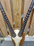 Hoorns met complete schedel van spiesbok Taxidermie, Verzamelen, Nieuw