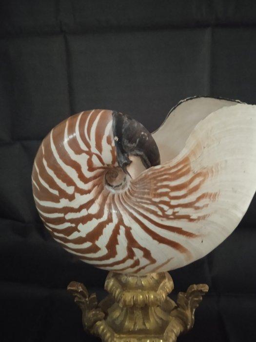 Nautile pompilius Coquillage marin - Nautilus pompilius, Antiek en Kunst, Curiosa en Brocante