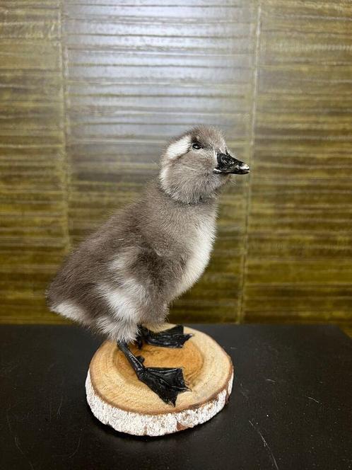 Eend Taxidermie Opgezette Dieren By Max, Verzamelen, Dierenverzamelingen, Opgezet dier, Nieuw, Vogel, Ophalen of Verzenden