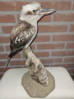 Kookaburra Taxidermie volledige montage - Dacelo, Verzamelen, Nieuw
