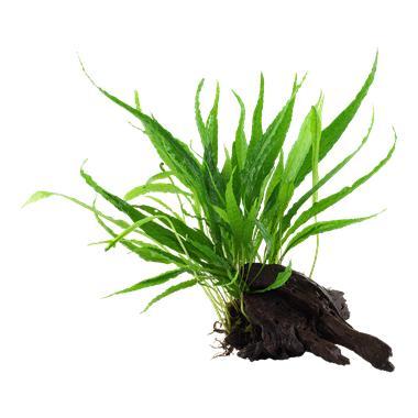 Microsorum pteropus op hout, Animaux & Accessoires, Poissons | Aquariums & Accessoires, Envoi