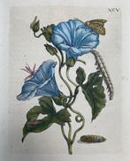 Maria Sibylla Merian (1647-1717) - Plate XCV