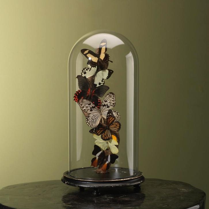 Vlinders in Stolp Taxidermie Opgezette Dieren By Max, Verzamelen, Dierenverzamelingen, Opgezet dier, Nieuw, Insect, Ophalen of Verzenden