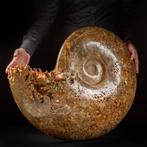 Gigantische ammoniet - Ammonite Cleoniceras sp. -, Collections, Minéraux & Fossiles