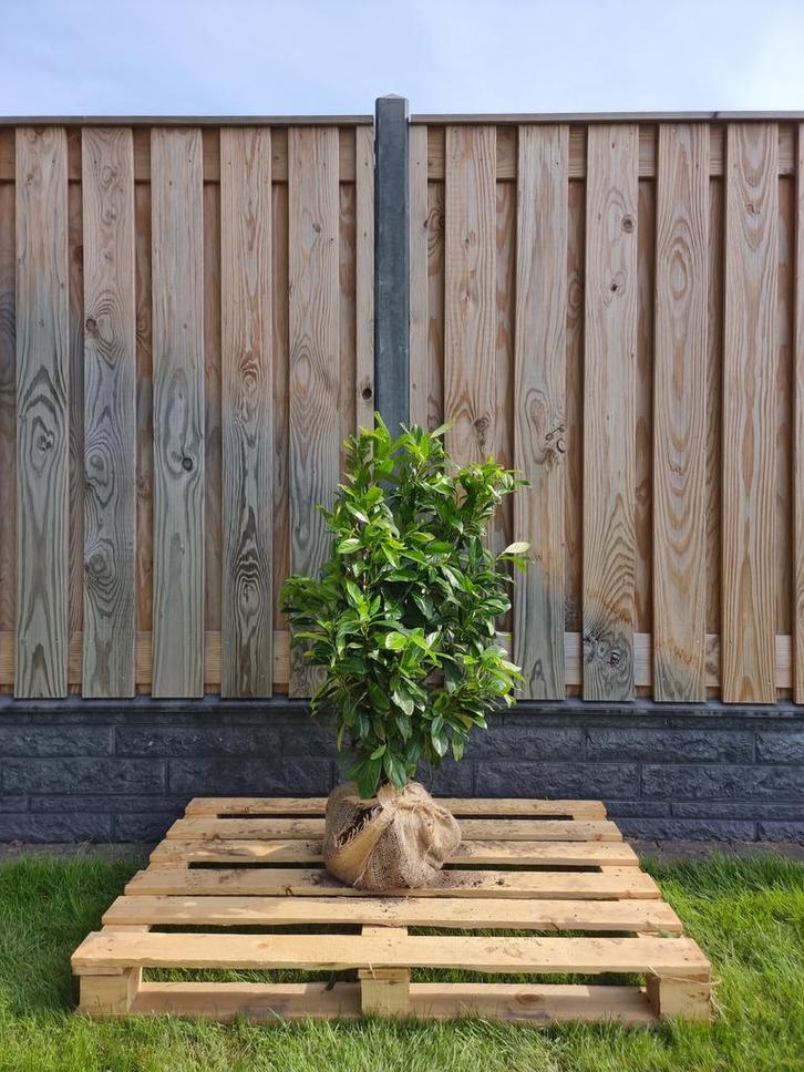 Laurier - Prunus Laurocerasus Novita - 60 t/m 200cm, Tuin en Terras, Planten | Struiken en Hagen, Ophalen of Verzenden