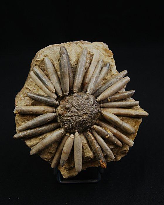 Zee-egel - Gefossiliseerd dier - Asterocidaris bistriata, Verzamelen, Mineralen en Fossielen