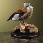 Ringtaling Taxidermie Opgezette Dieren By Max, Ophalen of Verzenden, Nieuw, Vogel, Opgezet dier