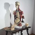 BUSTO ANATOMICO - Buste, Busto Anatomia Scienze anatomiche