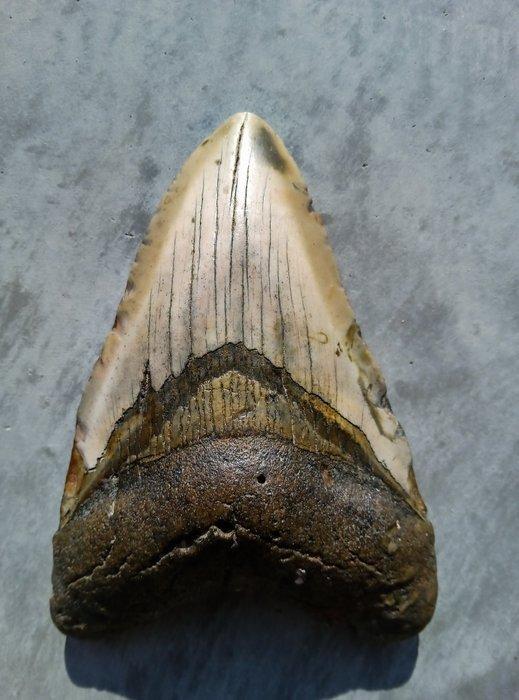 Megalodon - Fossiele tand - 123 mm - 85 mm, Verzamelen, Mineralen en Fossielen