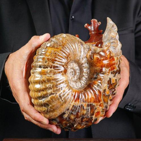 Ammoniet - Gefossiliseerd dier - Douvilliceras sp. - 230 mm, Verzamelen, Dierenverzamelingen