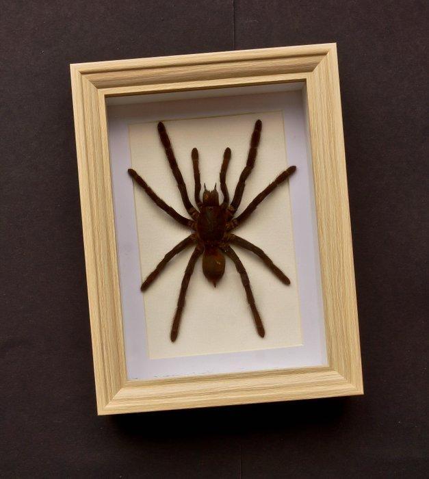 Vogelspin Taxidermie volledige montage - Eurypelme spinicrus, Antiek en Kunst, Curiosa en Brocante