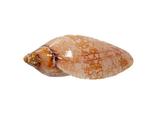 *** 1A Wahl GEM *** Seeschnecke Volutidea  superbe motif