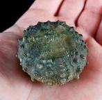 Indrukwekkende zee-egel, 38 mm! — Uitzonderlijke grootte in