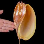 Fascinerend exemplaar van Volutidae-schelp Zeeschelp - Melo, Verzamelen, Nieuw