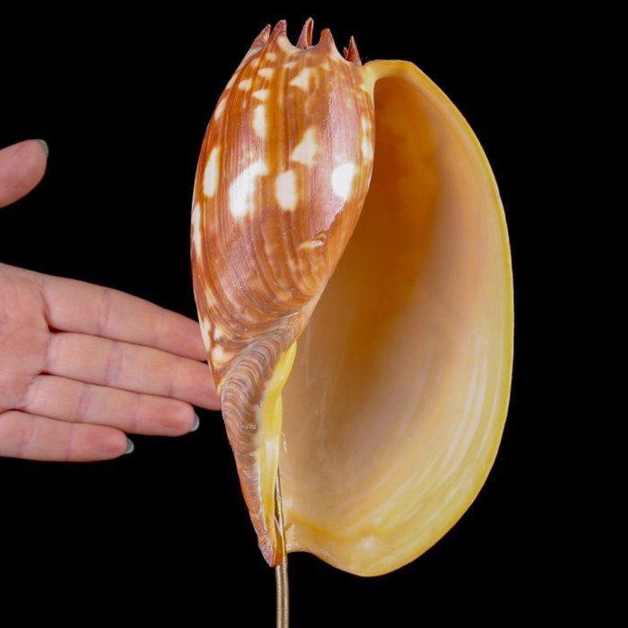 Fascinerend exemplaar van Volutidae-schelp Zeeschelp - Melo, Verzamelen, Dierenverzamelingen