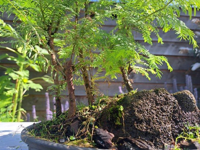 metasequoia bos in kunststof bonsaischaal - Hoogte (boom):, Antiek en Kunst, Curiosa en Brocante