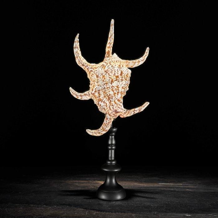 Indrukwekkend paar Spider Conch Shell & Melo Amphora op op, Antiquités & Art, Art | Objets design
