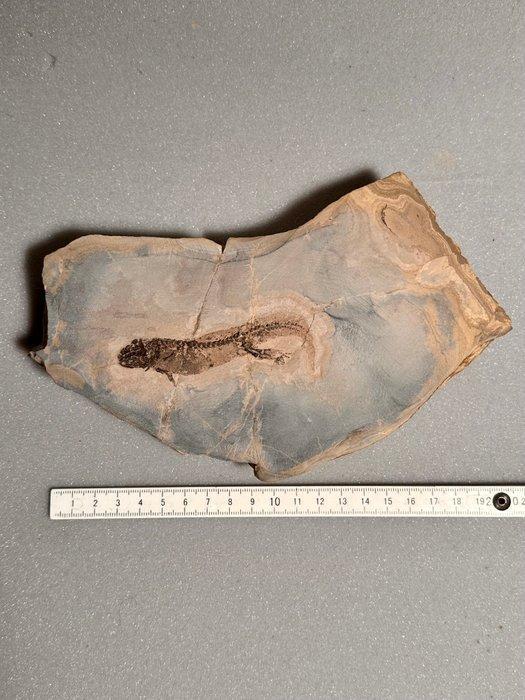 Amfibie Branchiosaurus met huidbehoud - Fossiele matrix -, Verzamelen, Mineralen en Fossielen