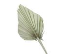 Palmblad Palm Spear PastelGroen 7st Palm blad, Hobby & Loisirs créatifs, Bricolage