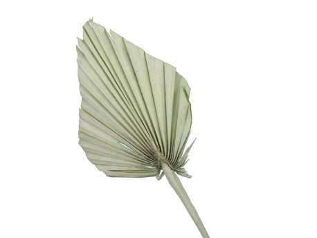 Palmblad Palm Spear PastelGroen 7st Palm blad, Hobby en Vrije tijd, Knutselen, Nieuw