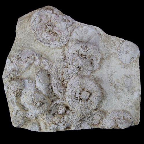 Exclusieve fossiele plaat - museumkwaliteit - zeeëgels op, Verzamelen, Mineralen en Fossielen