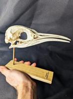 koningspinguïn Schedel - (Aptenodytes patagonicus) - Museum