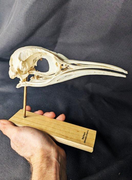 koningspinguïn Schedel - (Aptenodytes patagonicus) - Museum, Antiek en Kunst, Curiosa en Brocante