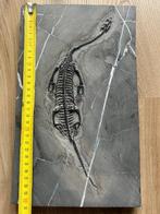 Zeereptiel - Gefossiliseerd dier - Keichousaurus - 31 cm -