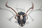 Reindeer/Caribou Schedel - Rangifer tarandus - 99 cm - 100, Nieuw